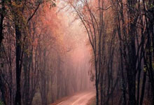 开云体育下载:NBL总决赛：香港金牛胜上海玄鸟取冠军点